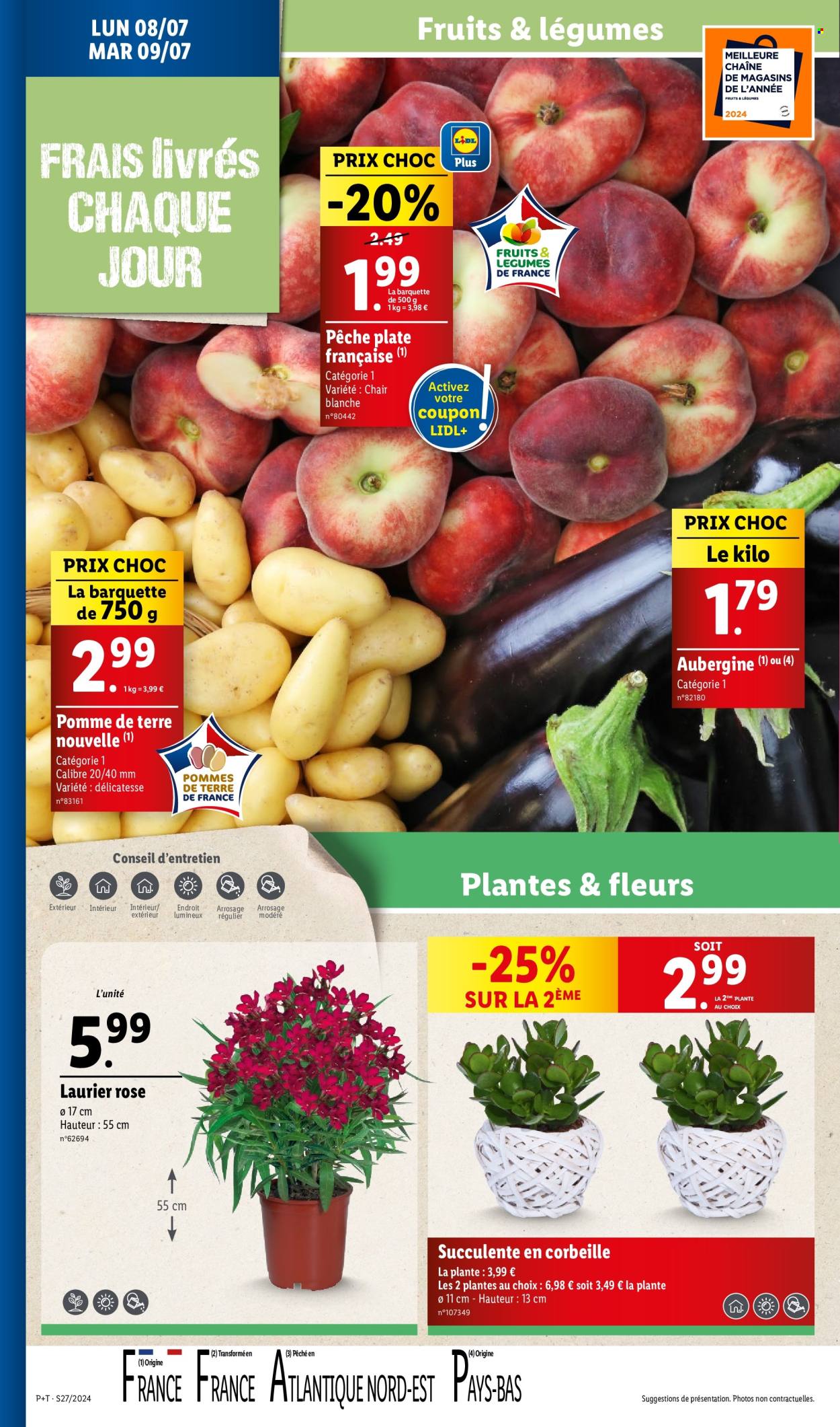 thumbnail - Catalogue Lidl - 03/07/2024 - 09/07/2024 - Produits soldés - aubergine, pommes de terre, corbeille, fleur, succulente, laurier rose. Page 36.