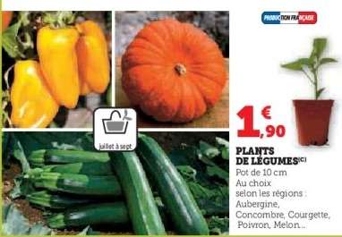 Plants De Legumes