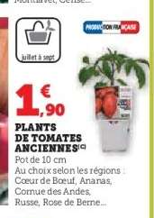 Plants de Tomates Anciennes