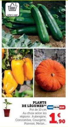 Plants De Legumes