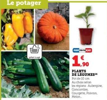 Plants De Legumes