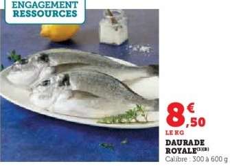 Daurade royale