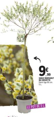 SAULE MARSAULT OU CREVETTE