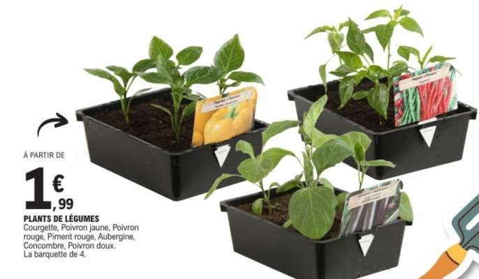 Plants De Legumes