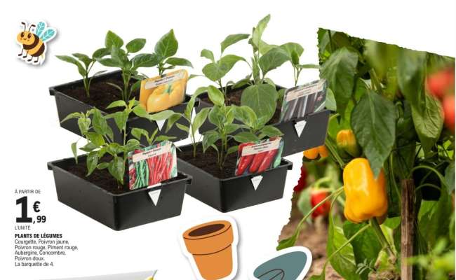 Plants De Legumes