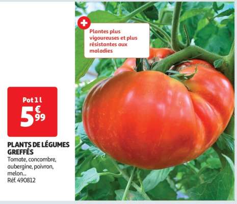 PLANTS DE LÉGUMES GREFFÉS