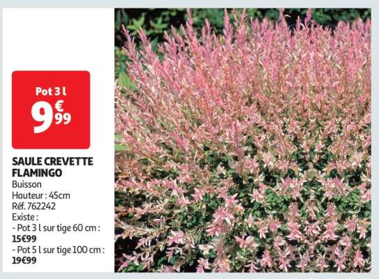 SAULE CREVETTE FLAMINGO