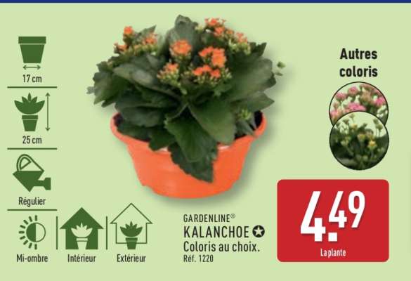 GARDENLINE® KALANCHOE