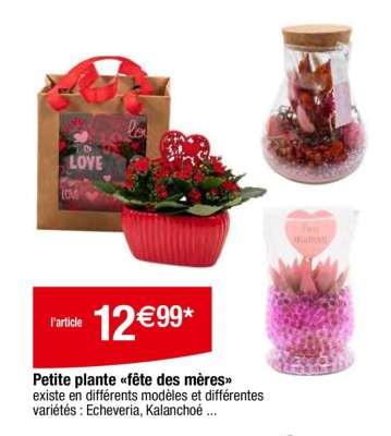 Petite plante «fête des mères»