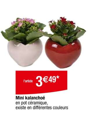 Mini kalanchoe